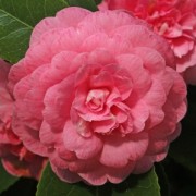  (07/03/2018) Camellia japonica 'Princess Margaret' added by Shoot)