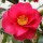  (07/03/2018) Camellia japonica 'Spring's Promise' added by Shoot)