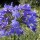  (08/03/2018) Agapanthus 'Amsterdam' added by Shoot)