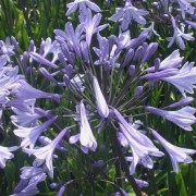  (08/03/2018) Agapanthus 'Rhone' added by Shoot)