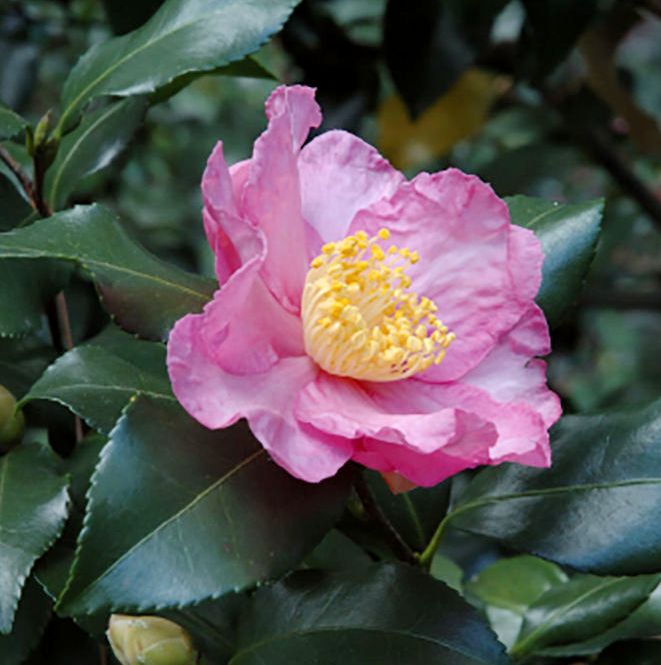Camellia sasanqua 'Cleopatra'