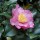  (08/03/2018) Camellia sasanqua 'Cleopatra' added by Shoot)