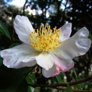  (08/03/2018) Camellia sasanqua added by Shoot)