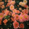 Chrysanthemum 'Salmon Enbee Wedding'