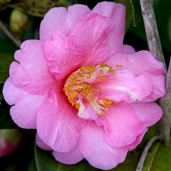 Camellia x williamsii 'Dr. Ralph Watkins'