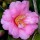  (08/03/2018) Camellia x williamsii 'Dr. Ralph Watkins' added by Shoot)