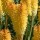 (08/03/2018) Kniphofia 'Moonstone'  added by Shoot)