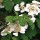  (09/03/2018) Viburnum plicatum f. tomentosum added by Shoot)