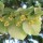  (09/03/2018) Tilia tomentosa  added by Shoot)