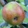  (10/03/2018) Malus domestica 'Mead's Broading' added by Shoot)