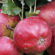  (09/03/2018) Malus domestica 'Cellini' added by Shoot)