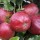  (09/03/2018) Malus domestica 'Cellini' added by Shoot)