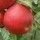  (09/03/2018) Malus domestica 'Exquisite' added by Shoot)