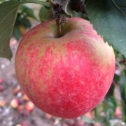  (10/03/2018) Malus domestica 'George Cave' added by Shoot)