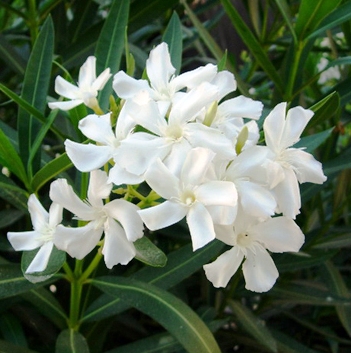 Nerium oleander white-flowered