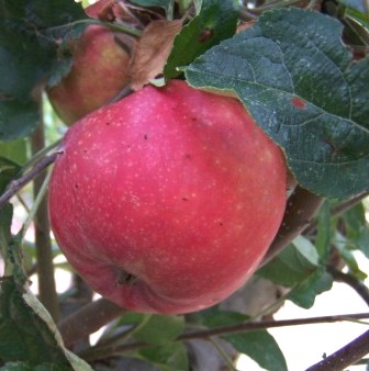 Malus domestica 'Ingall's Red'