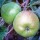  (11/03/2018) Malus domestica 'Sowman's Seedling' added by Shoot)