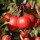  (11/03/2018) Malus 'Cheal's Weeping' added by Shoot)
