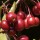  (11/03/2018) Malus 'Diable Rouge' added by Shoot)