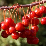  (11/03/2018) Malus 'Red Jewel' added by Shoot)