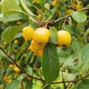  (12/03/2018) Malus x robusta 'Yellow Siberian' added by Shoot)