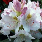  (12/03/2018) Rhododendron 'Catawbiense Album' added by Shoot)