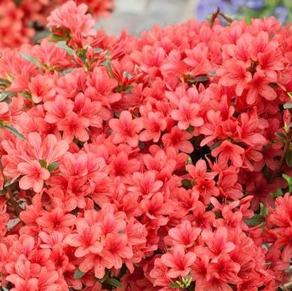Rhododendron 'Aladdin Scout'