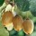  (12/03/2018) Actinidia deliciosa 'Solo' added by Shoot)