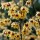  (12/03/2018) Chimonanthus praecox  added by Shoot)