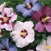  (12/03/2018) Hibiscus syriacus (any variety) added by Shoot)
