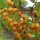 (12/03/2018) Sorbus 'Lombarts Golden Wonder' added by Shoot)