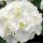  (12/03/2018) Hydrangea macrophylla 'Nymphe' added by Shoot)