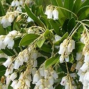  (12/03/2018) Pieris japonica 'Temple Bells' added by Shoot)
