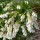 (12/03/2018) Pieris japonica 'Temple Bells' added by Shoot)