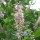 (12/03/2018) Clethra alnifolia 'Rosea' added by Shoot)