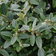  (12/03/2018) Buxus sempervirens 'Latifolia' added by Shoot)