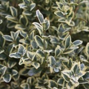  (12/03/2018) Buxus sempervirens 'Elegans' added by Shoot)