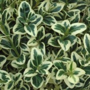  (12/03/2018) Buxus sempervirens 'Variegata' added by Shoot)