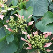  (13/03/2018) Schizophragma hydrangeoides 'Rose Sensation' added by Shoot)
