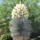  (13/03/2018) Yucca rigida added by Shoot)