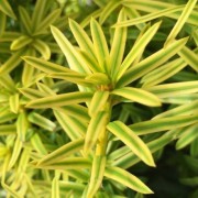  (13/03/2018) Taxus baccata Aurea Group added by Shoot)