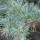  (13/03/2018) Pinus parviflora (Glauca Group) 'Glauca'  added by Shoot)