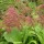  (13/03/2018) Rodgersia aesculifolia var. henrici added by Shoot)