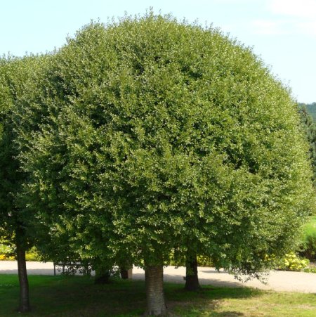 Prunus fruticosa 'Globosa'