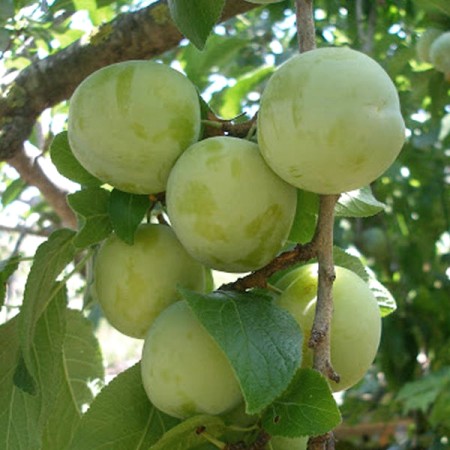 Prunus domestica (Reine-Claude Group) 'Reine-Claude Verte'