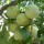  (14/03/2018) Prunus domestica (Reine-Claude Group) 'Reine-Claude Verte' added by Shoot)