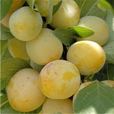 Prunus domestica (Reine-Claude Group) 'Reine-Claude Doree'