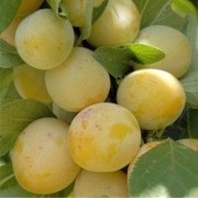  (14/03/2018) Prunus domestica (Reine-Claude Group) 'Reine-Claude Doree' added by Shoot)