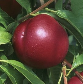 Prunus persica var. nectarina 'Morton'