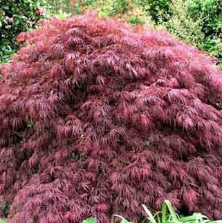 Acer palmatum 'Stella Rossa'